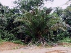 Raphia palma-pinus Thatch palm